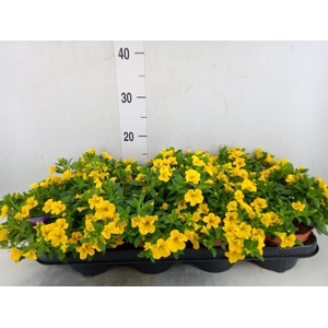 Calibrachoa  'Minifam Yellow'