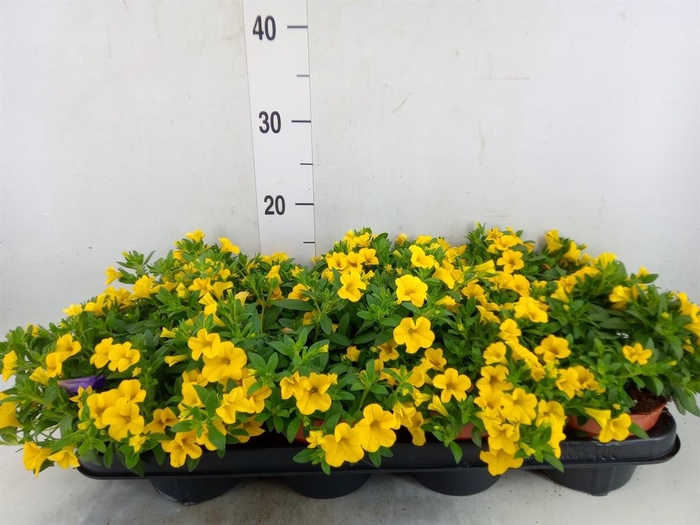 <h4>Calibrachoa  'Minifam Yellow'</h4>