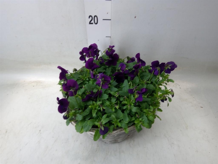 <h4>Viola corn.   ...</h4>