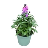 Erysimum linifolium Super Bowl Suns