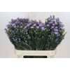 Aster 'Cassandra'