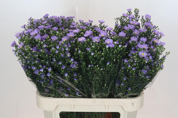 <h4>Aster 'Cassandra'</h4>