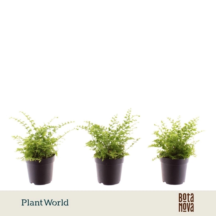 <h4>Nephrolepis Green Fantasy</h4>