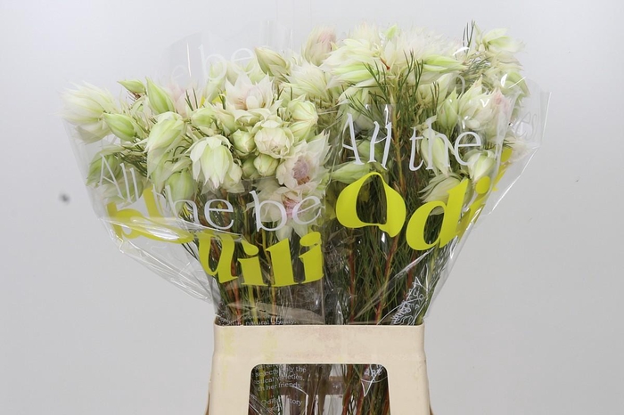 <h4>Blushing Bride 4/6 Flowers</h4>