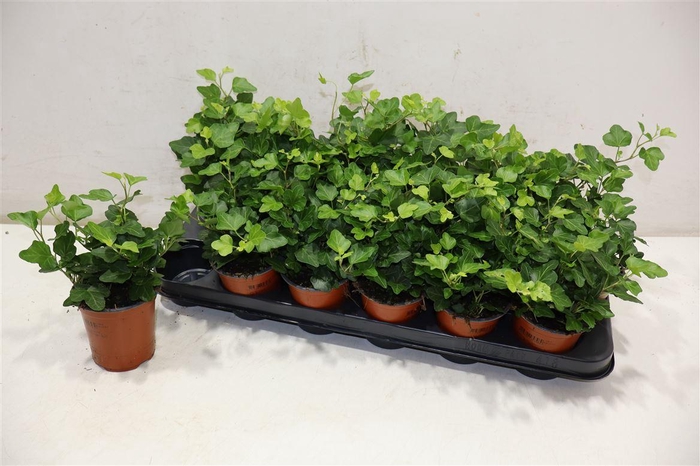 <h4>Hed He Wonder</h4>