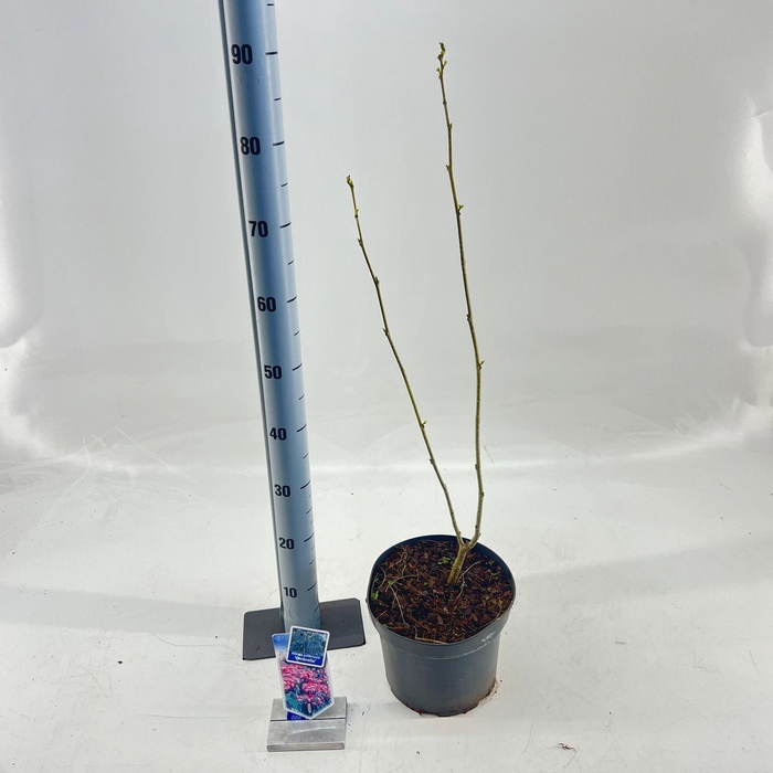 Albizia julibrissin