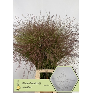 Panicum Warrior Frank Zon