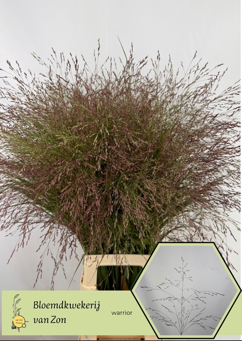 <h4>Panicum Warrior Frank Zon</h4>