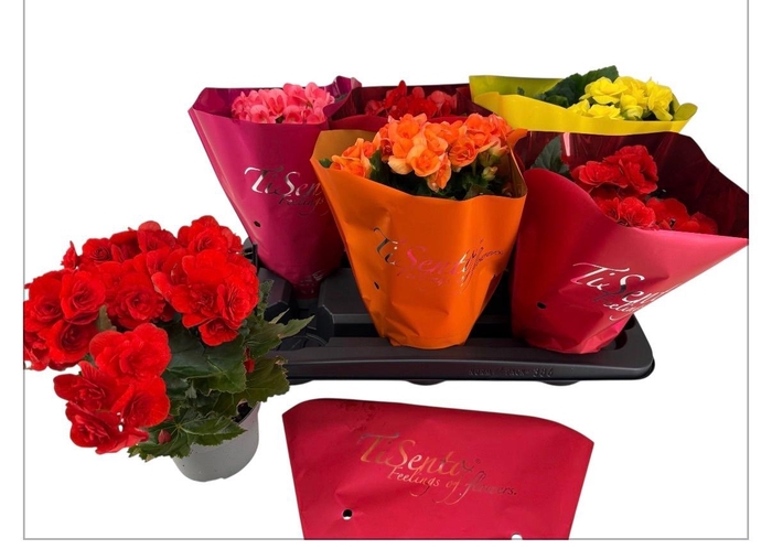 <h4>BEG HL VOLC GEM</h4>