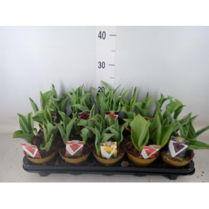 Tulipa   ...mix