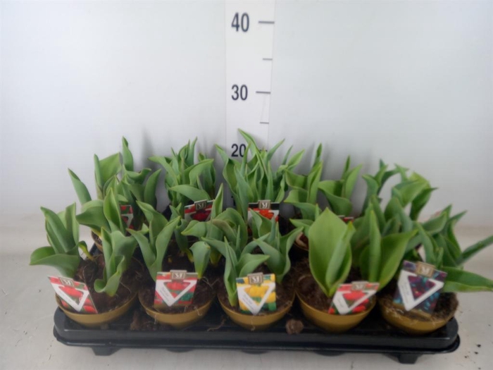 <h4>Tulipa   ...mix</h4>