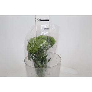 DIANTHUS GREEN BALL 040 CM
