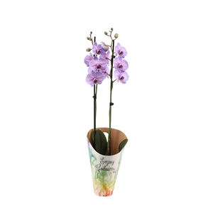 Enjoy Potcover Phal I Am Purple Heart 2T14+