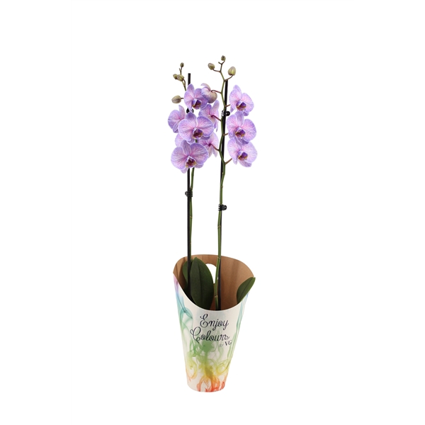 <h4>Enjoy Potcover Phal I Am Purple Heart 2T14+</h4>