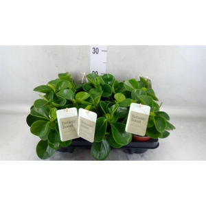 Peperomia obt. 'Green Gold'