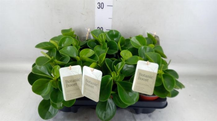 <h4>Peperomia obt. 'Green Gold'</h4>