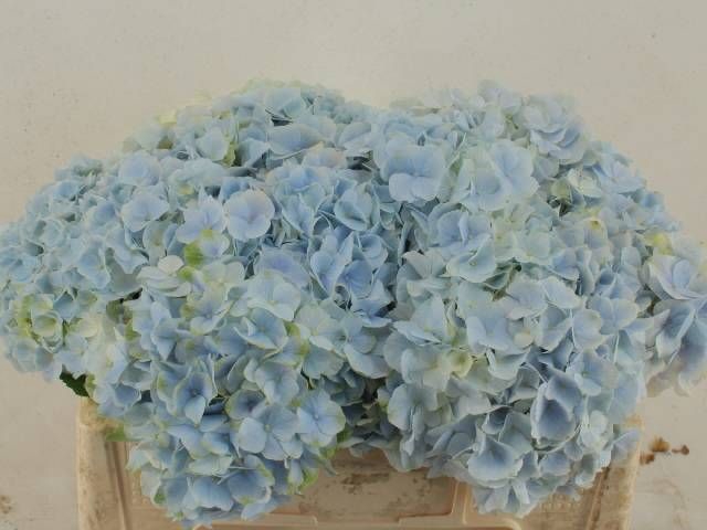 <h4>HYDR M CH VERENA BL</h4>