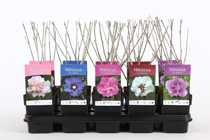 <h4>Hibiscus syriacus</h4>