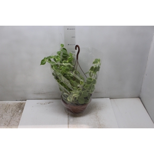 PEPEROMIA SCANDENS C21
