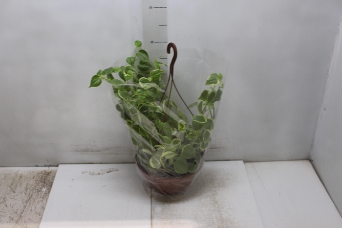 <h4>PEPEROMIA SCANDENS C21</h4>