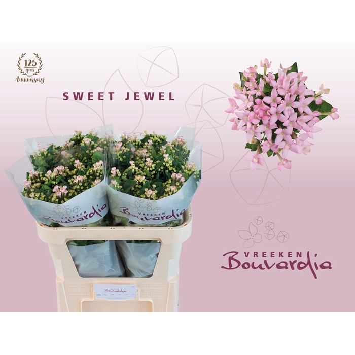<h4>BOU EN SWEET JEWEL</h4>