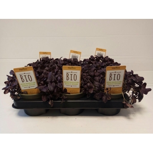 Basilicum Roodbladig P12 HERBIO steker