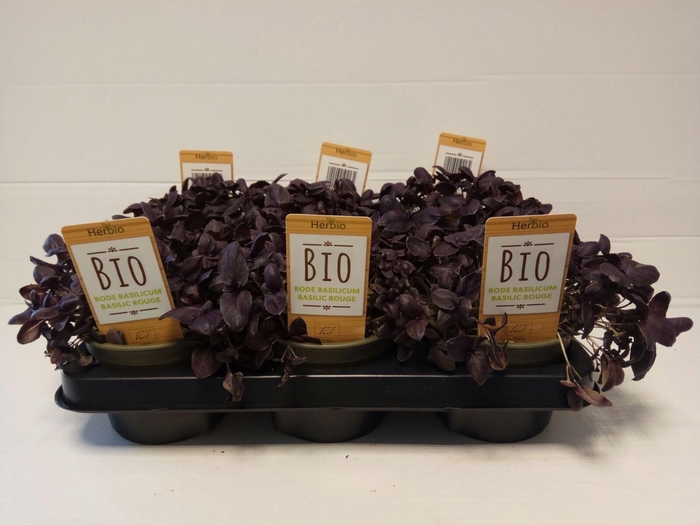 <h4>Basilicum Roodbladig P12 HERBIO steker</h4>