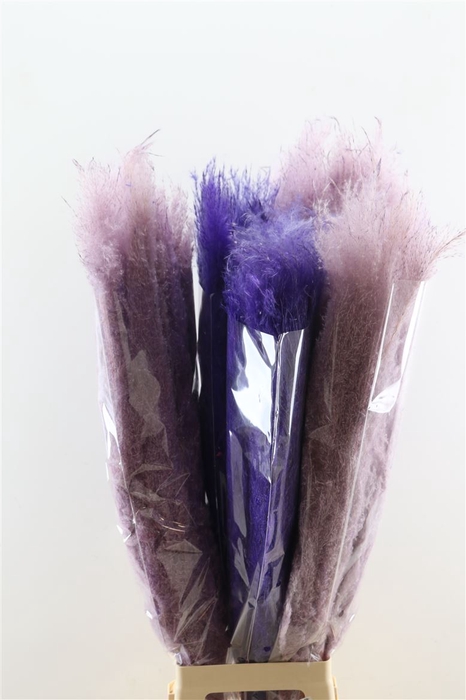 <h4>Dried Cortaderia Dadang Lilac 100cm P Stem</h4>