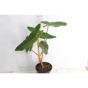 PHILODENDRON BILLIETIAE P17