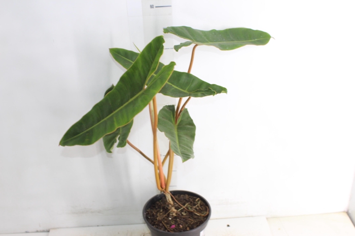 <h4>PHILODENDRON BILLIETIAE P17</h4>