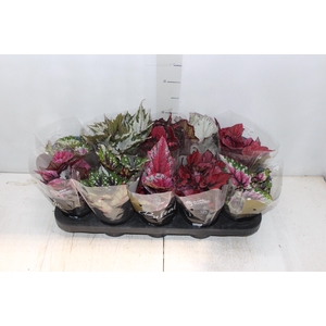 BEGONIA BELEAF P11 PO