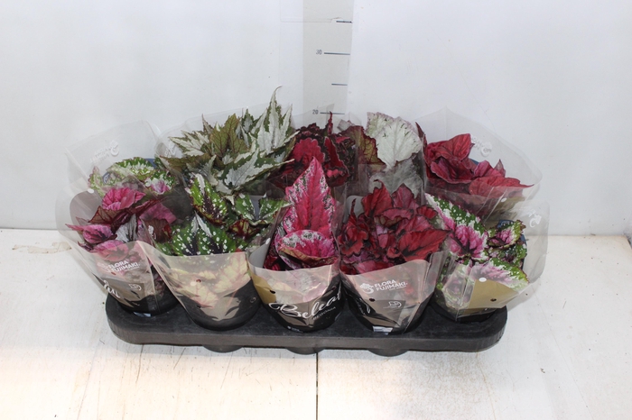 <h4>BEGONIA BELEAF P11 PO</h4>