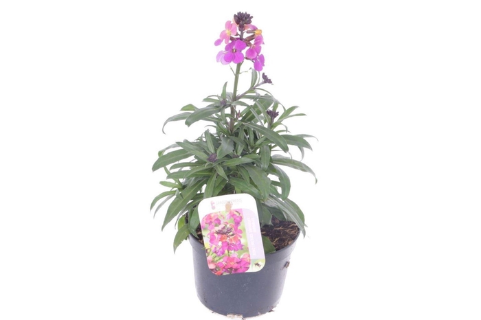 Erysimum Constant Cheer