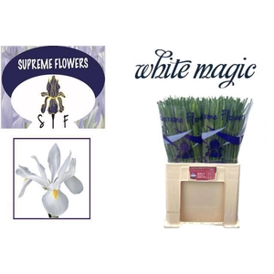 IRIS WHITE MAGIC