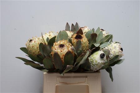 <h4>Protea Snow Queen</h4>