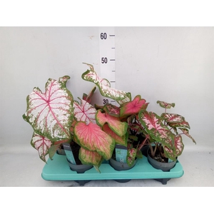 Caladium   ...mix