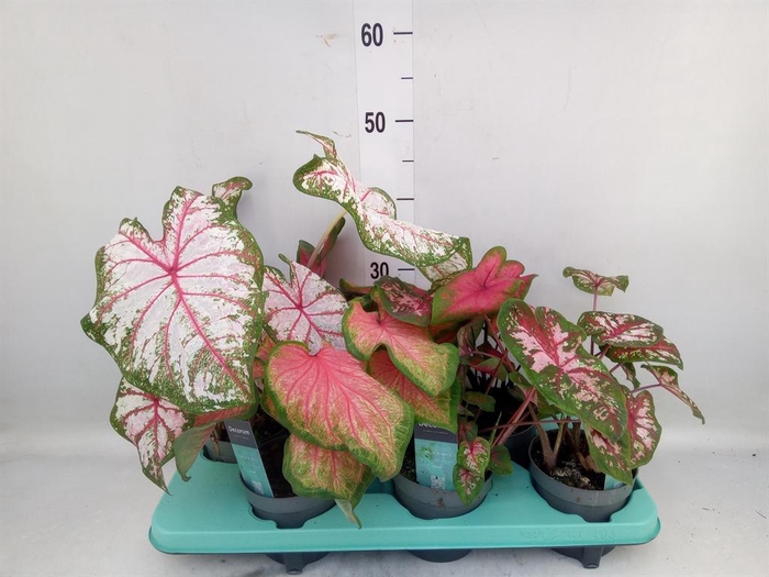 <h4>Caladium   ...mix</h4>