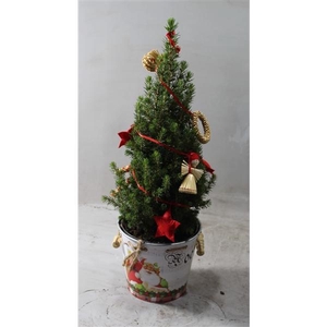 Picea Conica Arrangement Wit