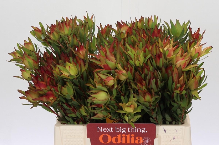 <h4>Leucadendron Yellow Blush Spray</h4>