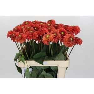 Dahlia Orange Fox
