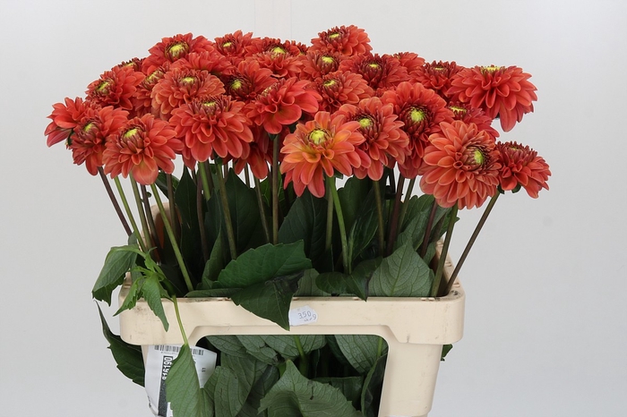 Dahlia Orange Fox