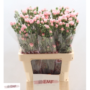 DI TR RASCAL PINK
