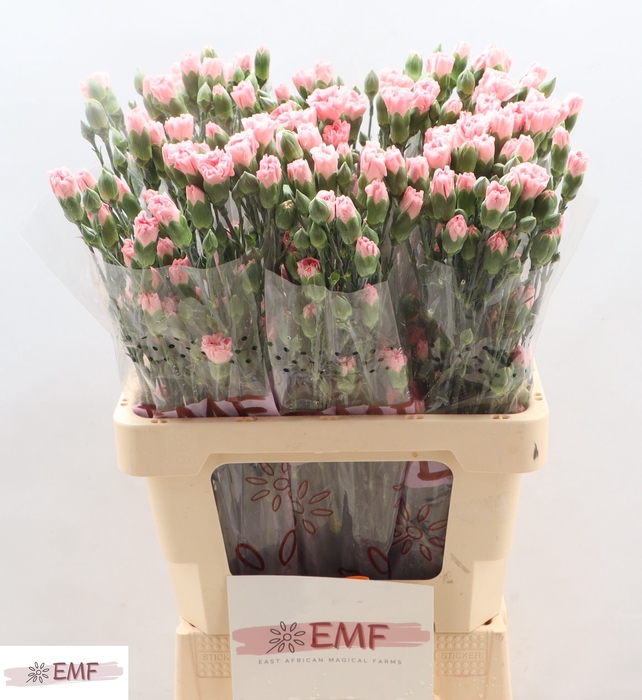 <h4>Di Tr Rascal Pink</h4>