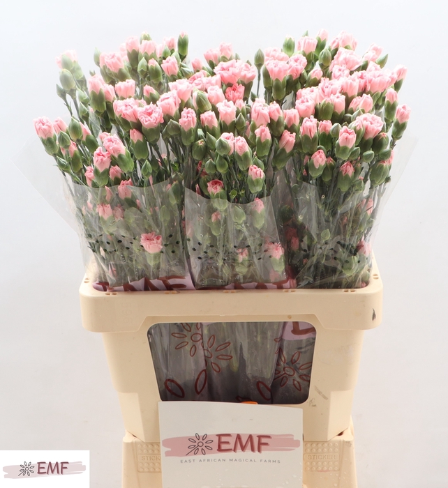 <h4>DI TR RASCAL PINK</h4>