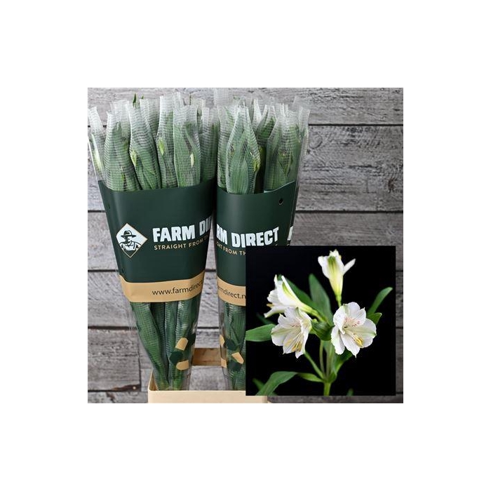 <h4>Alstro Winterfell 70gr</h4>