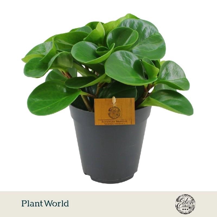 <h4>Peperomia Obtusifolia groen</h4>