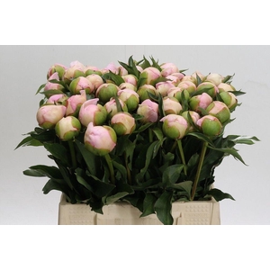 Paeonia alertie