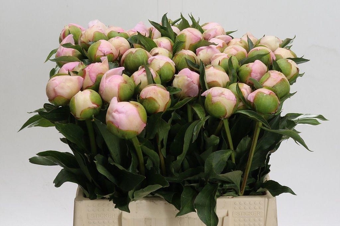 <h4>Paeonia alertie</h4>