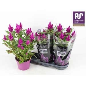 CEL DEEP PURPLE