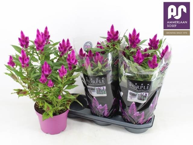 <h4>CEL DEEP PURPLE</h4>